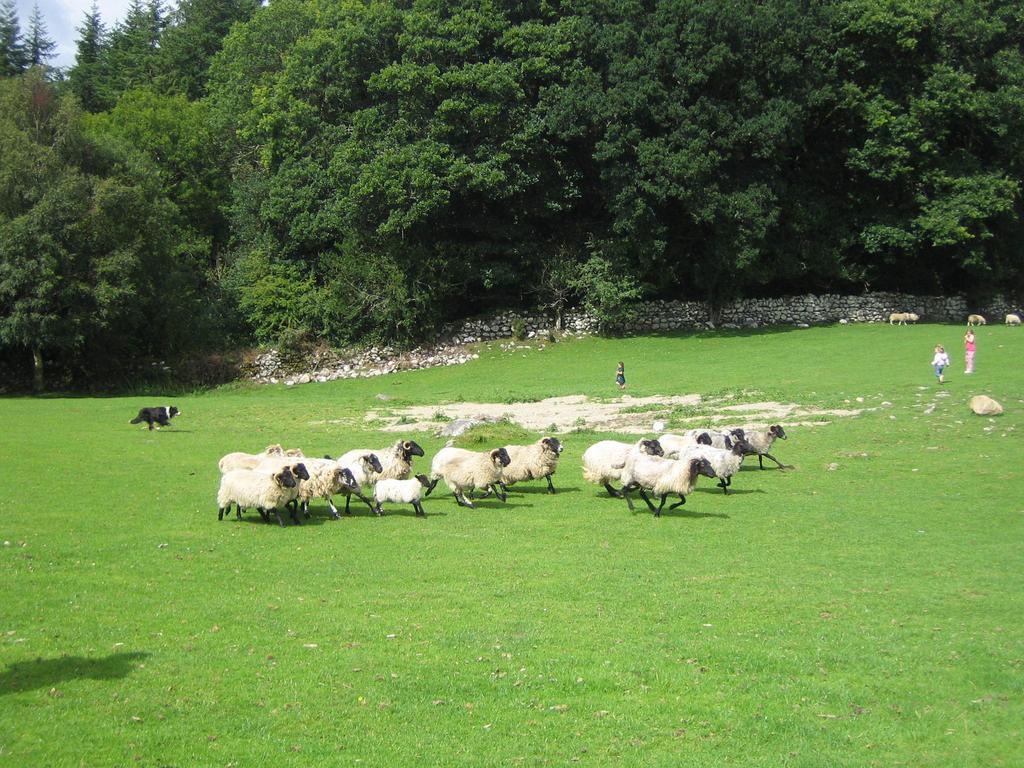 Muckross Riding Stables Killarney Zewnętrze zdjęcie
