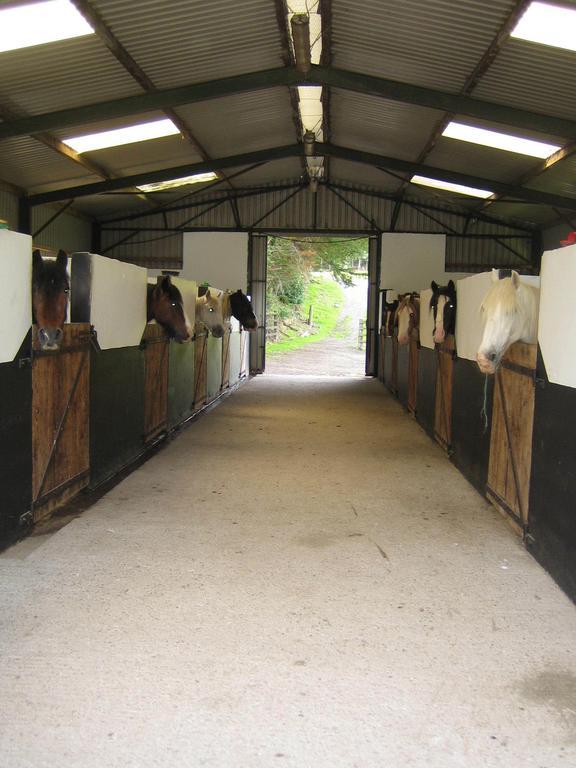 Muckross Riding Stables Killarney Zewnętrze zdjęcie