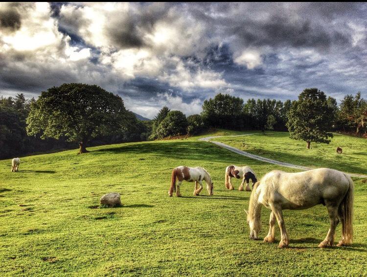 Muckross Riding Stables Killarney Zewnętrze zdjęcie